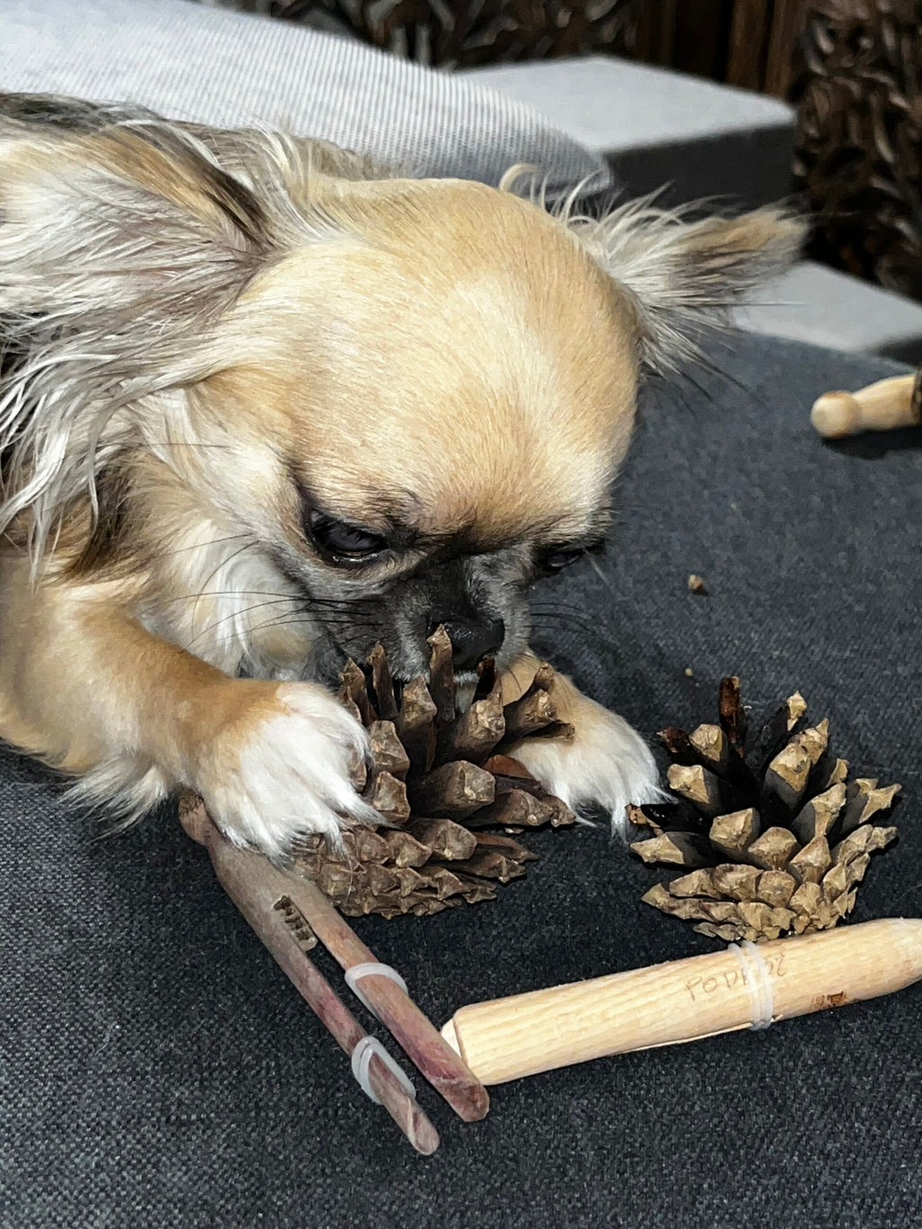 Book “Lady Pinecone® on the Road”