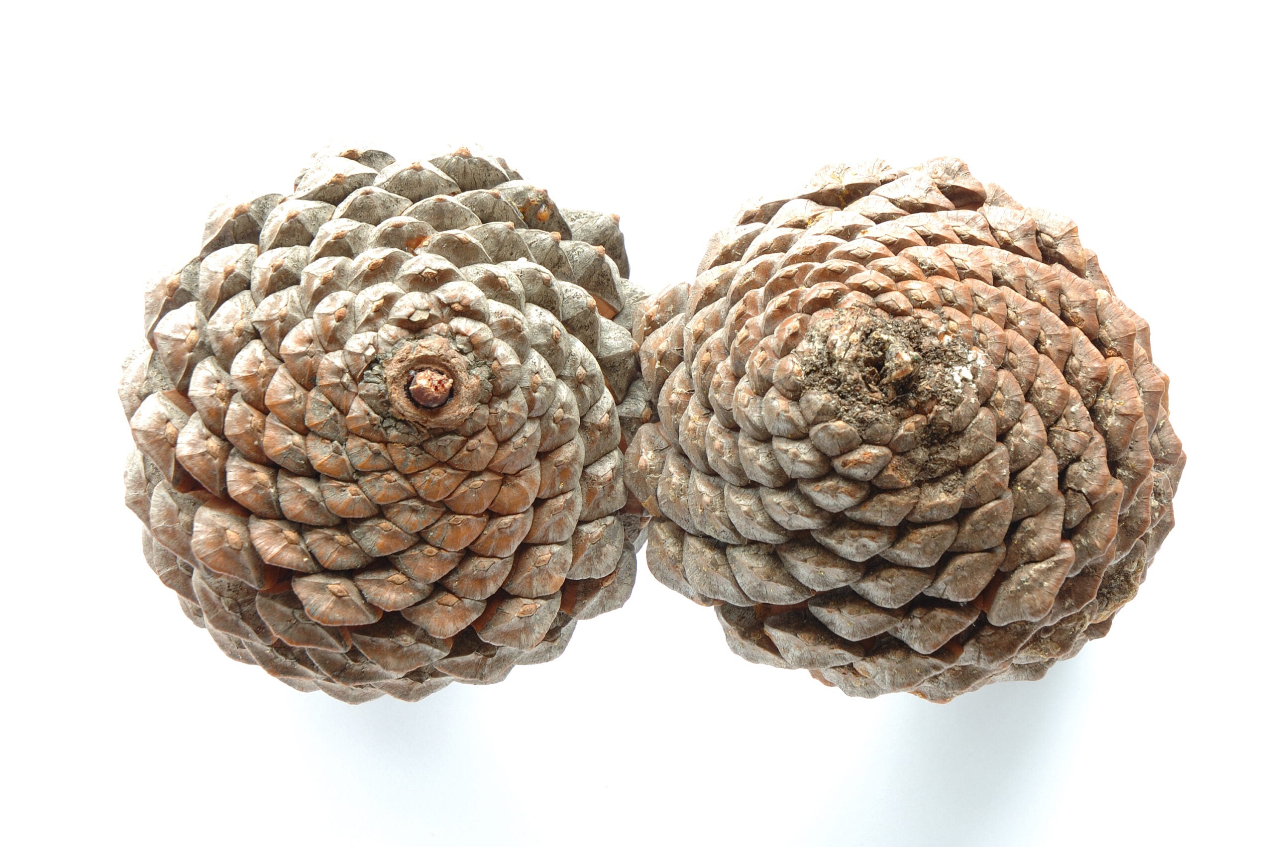 Book “Lady Pinecone® on the Road”