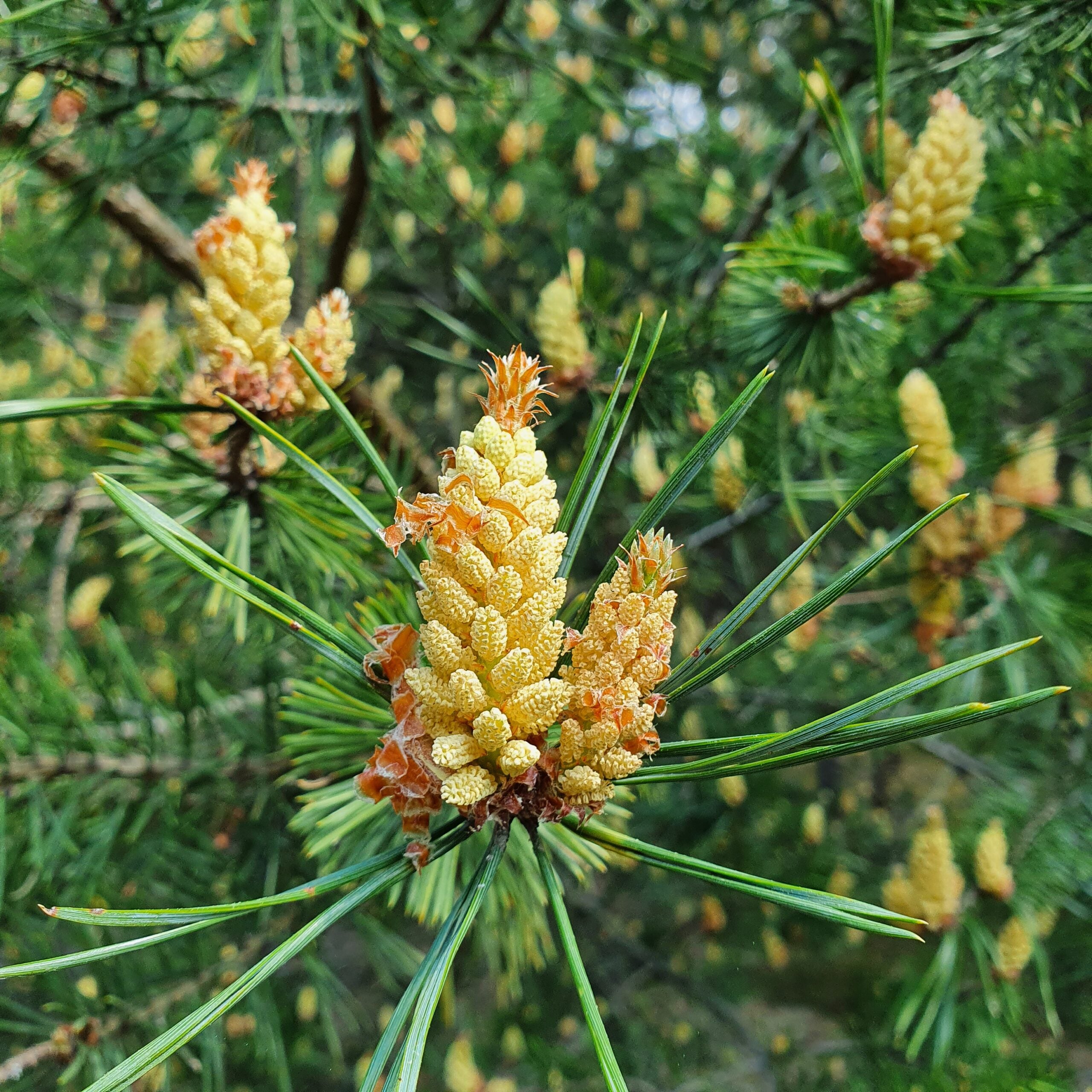 Book “Lady Pinecone® on the Road”